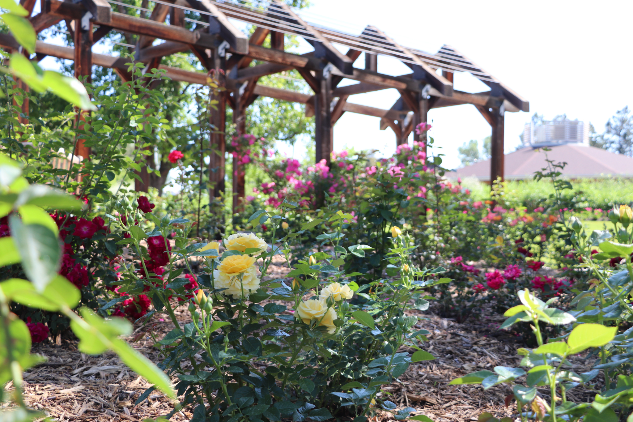 Image of a pergola surrounded by a rose garden