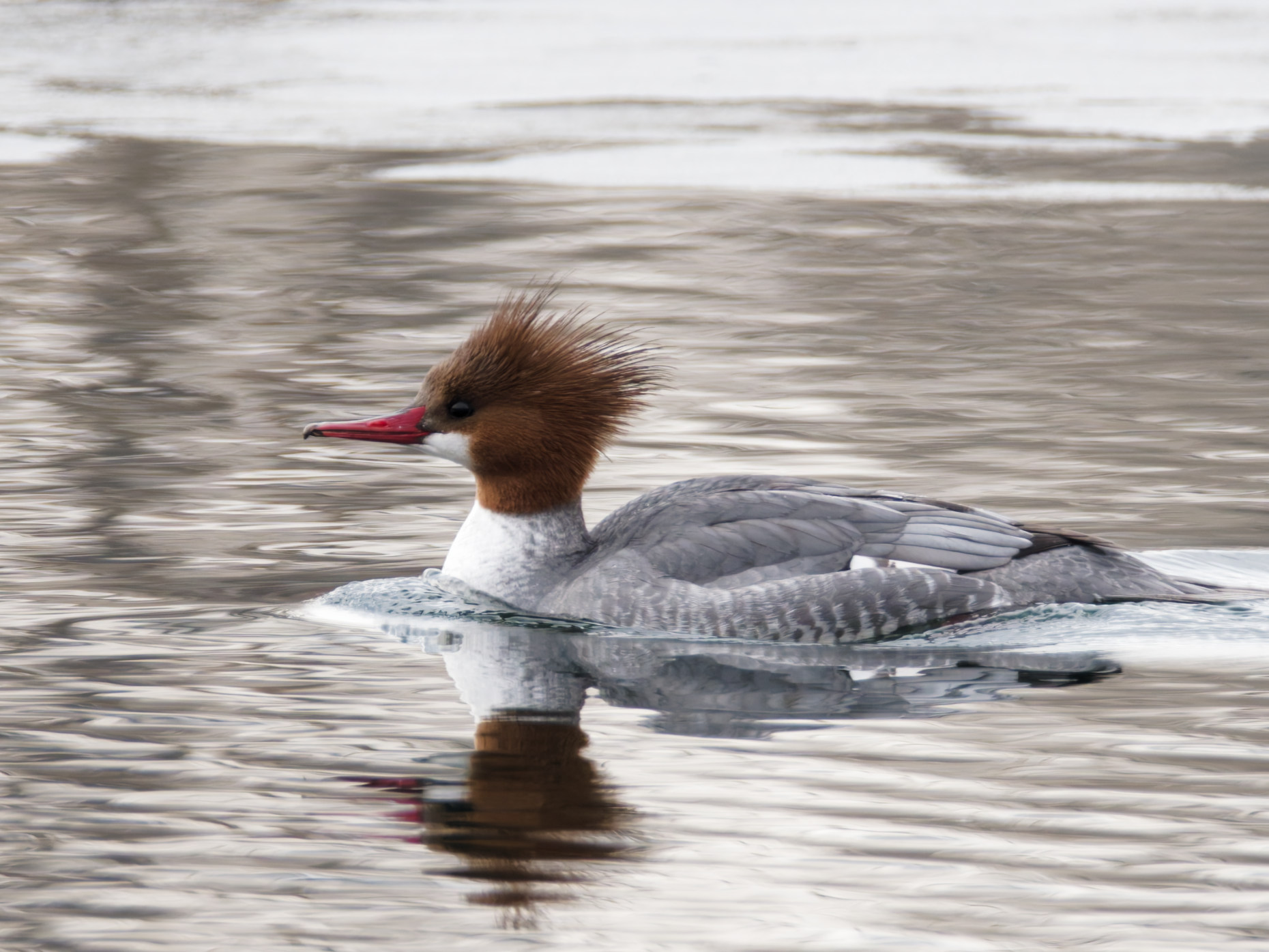 Female merganser on a lake.