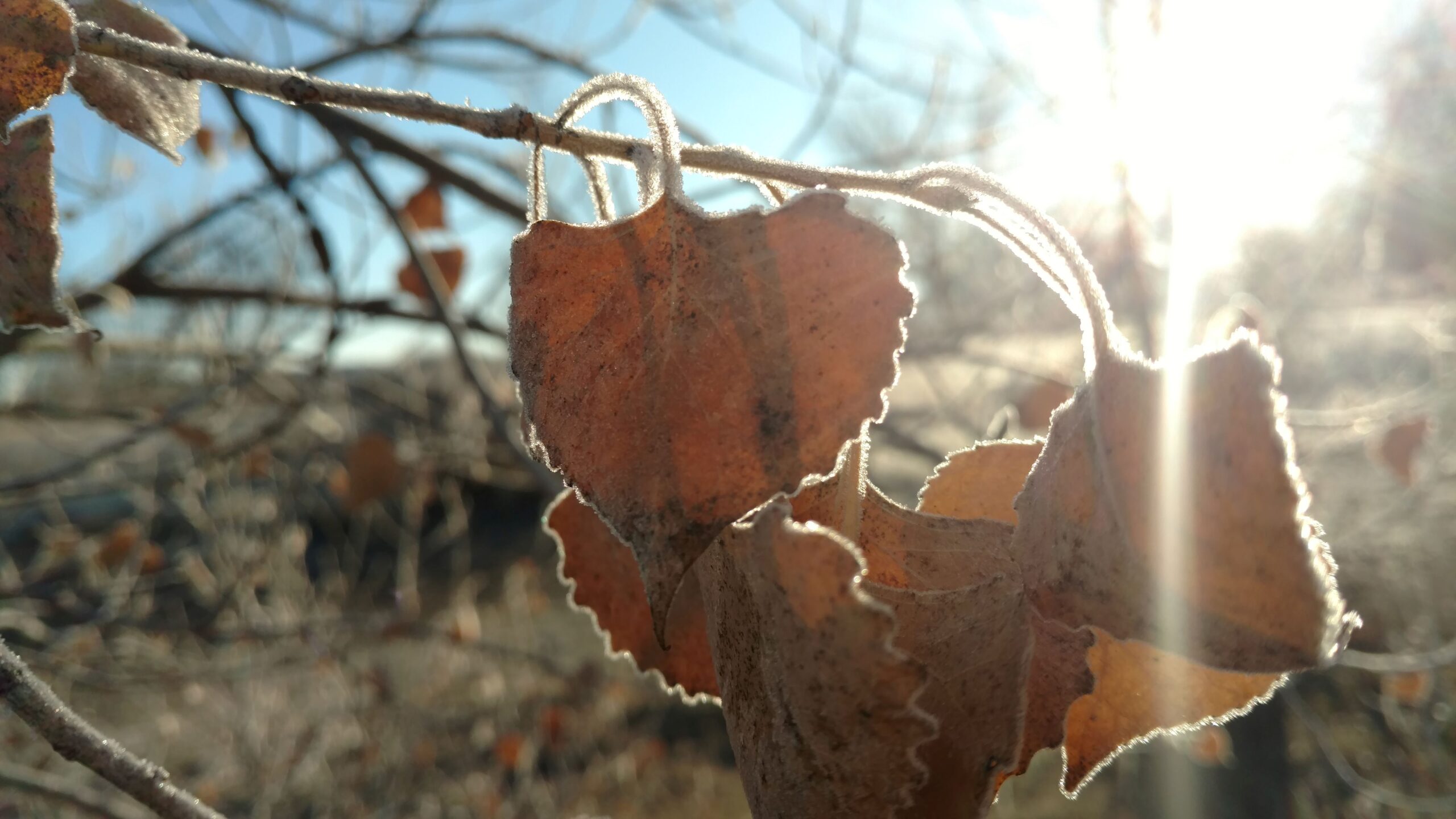Leaves with frost
