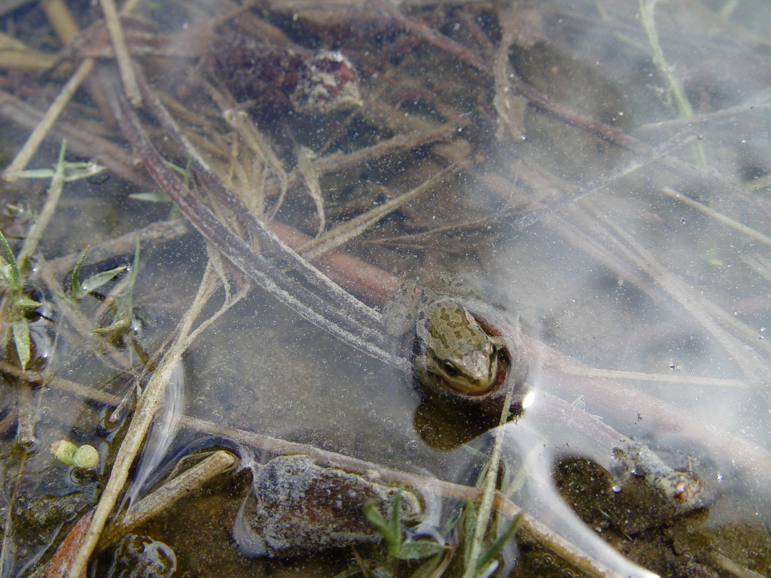 Chorus frog in a pond.